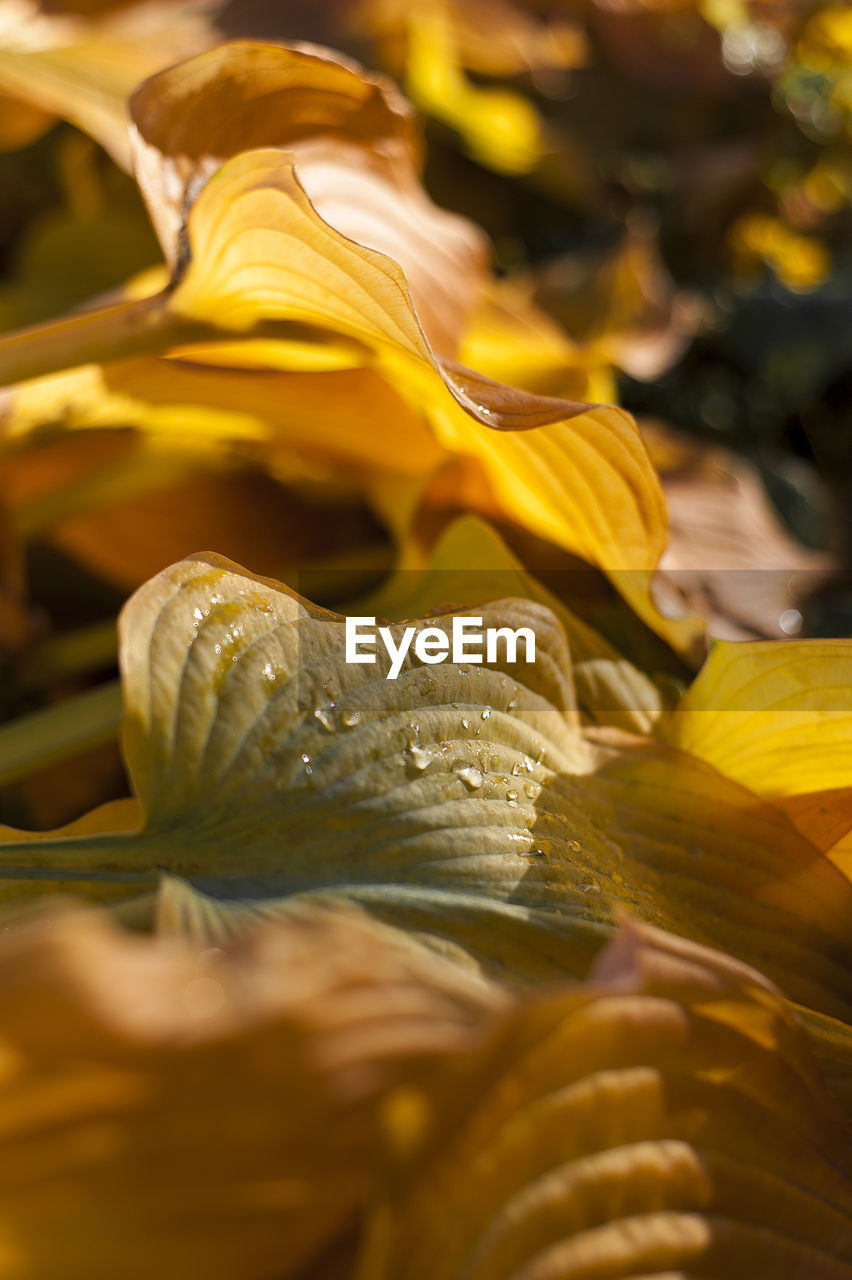 Close-up of yellow rose leaves