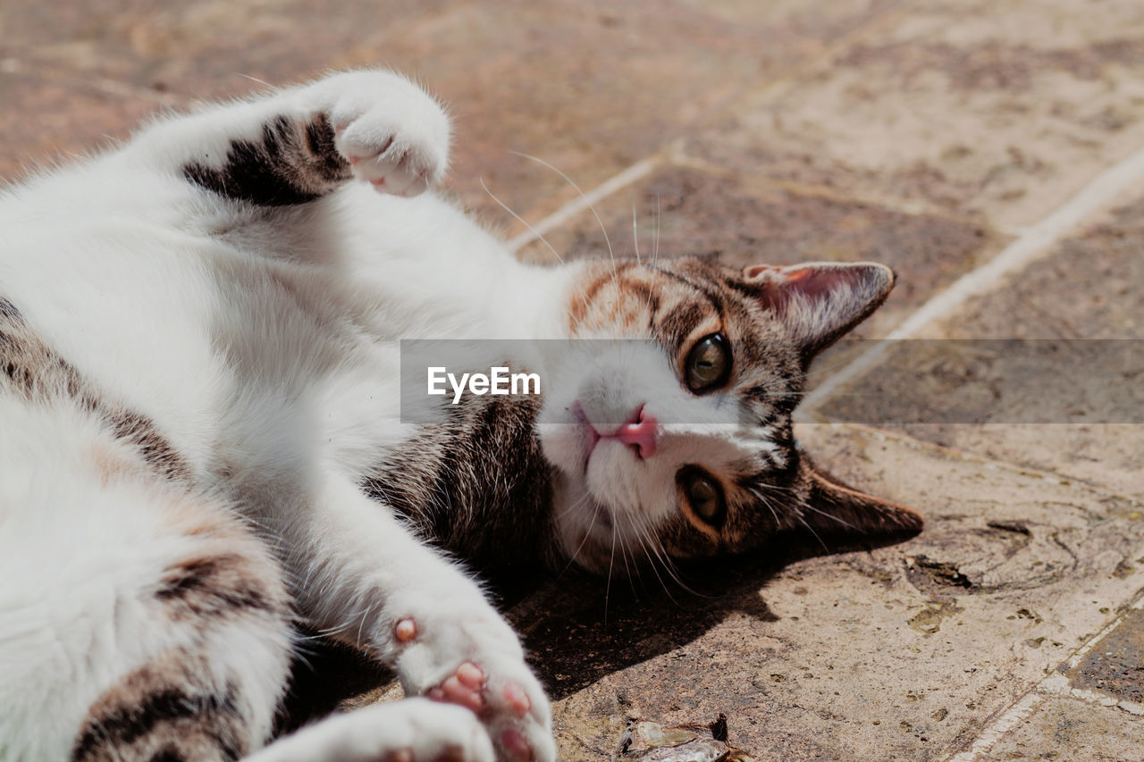 High angle view of cat lying on floor