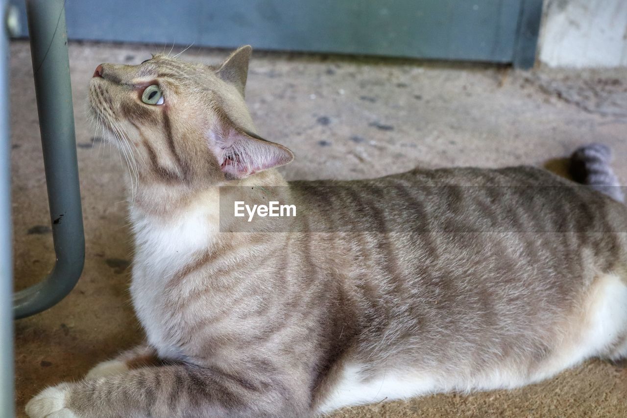 animal, animal themes, mammal, one animal, pet, domestic animals, cat, whiskers, felidae, feline, no people, relaxation, small to medium-sized cats, domestic cat, carnivore, looking, day, sitting