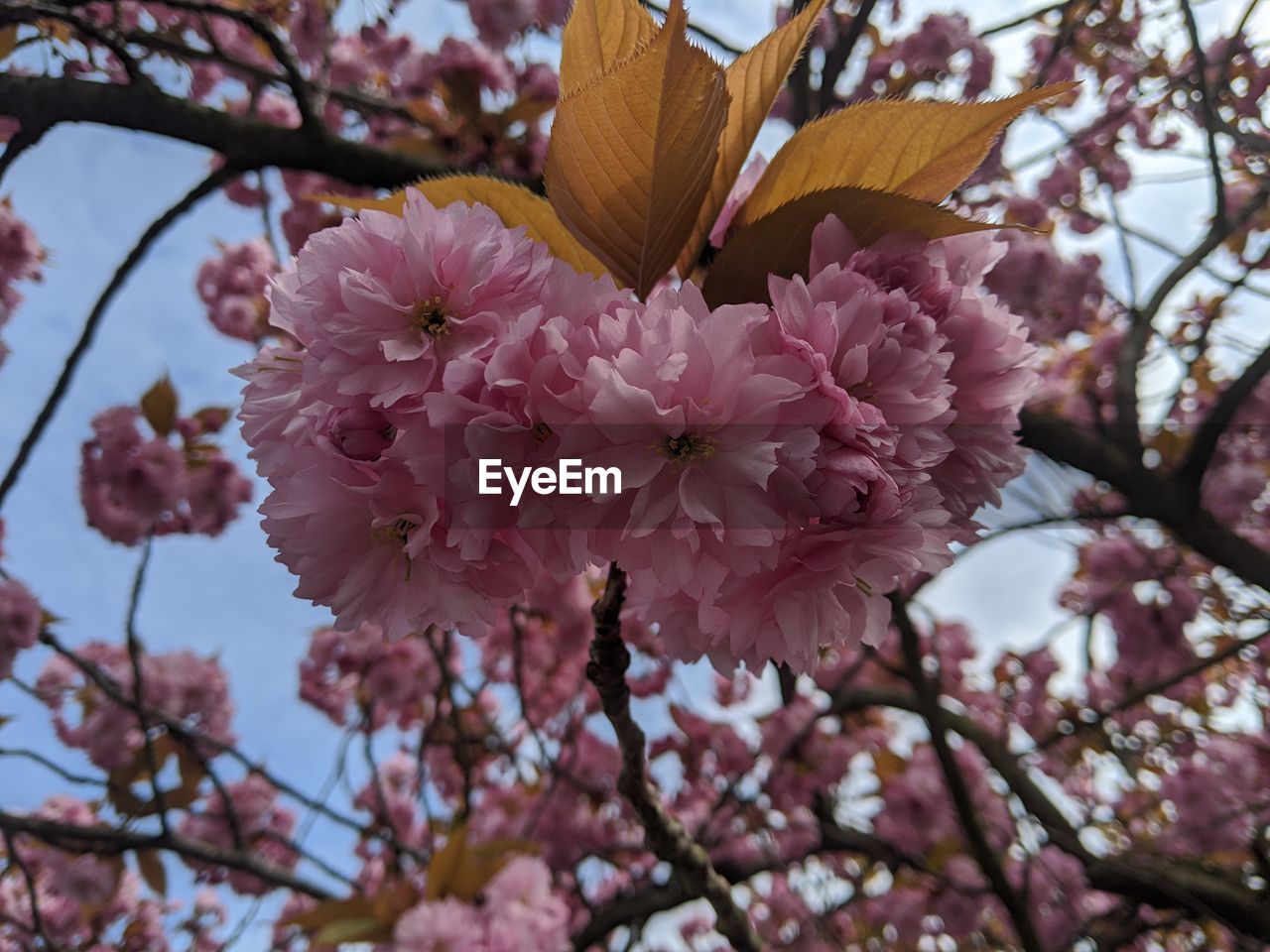 A pink blossom tree in spring