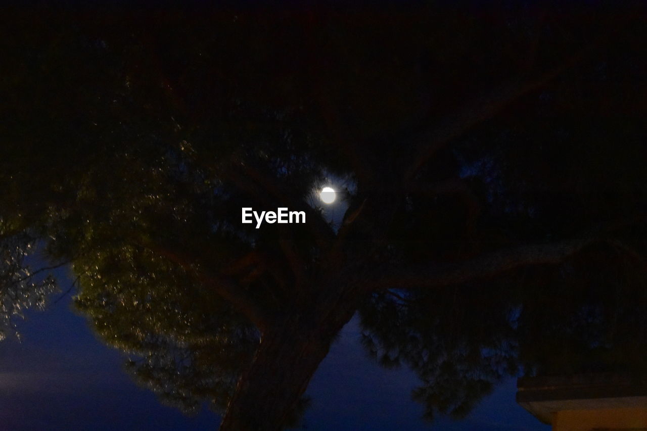 LOW ANGLE VIEW OF ILLUMINATED TREES AGAINST SKY AT NIGHT