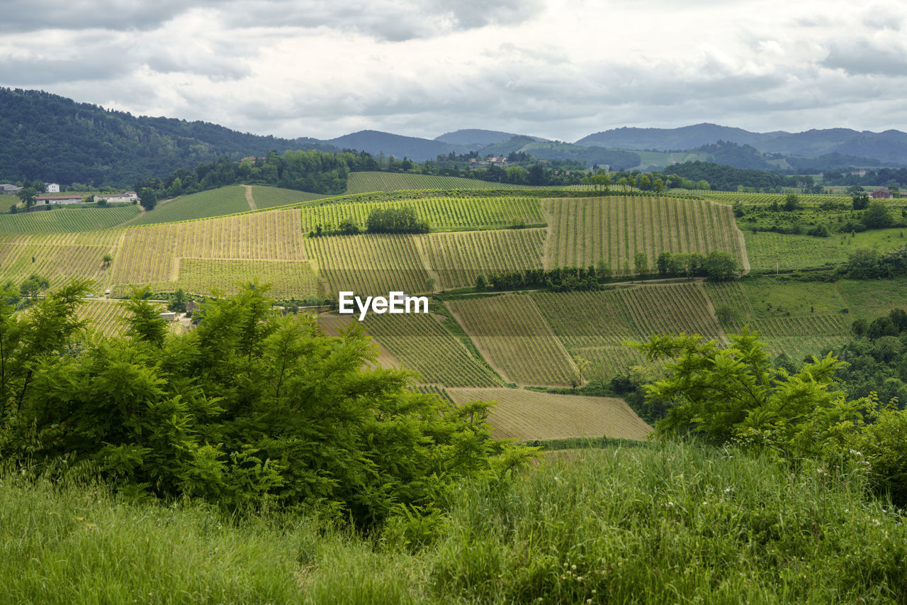 SCENIC VIEW OF VINEYARD AGAINST SKY