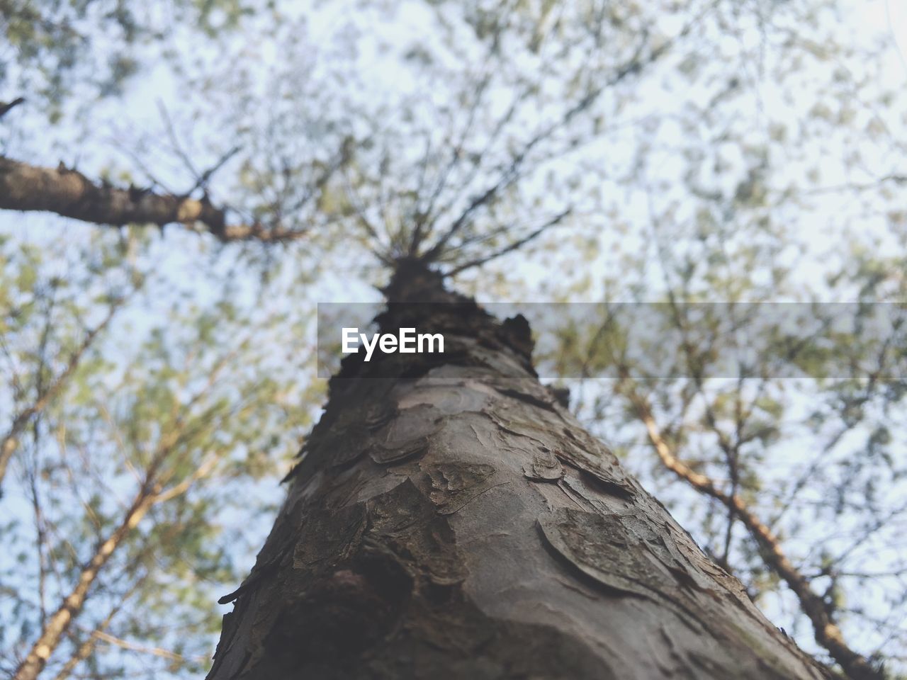 CLOSE-UP OF TREE AGAINST SKY