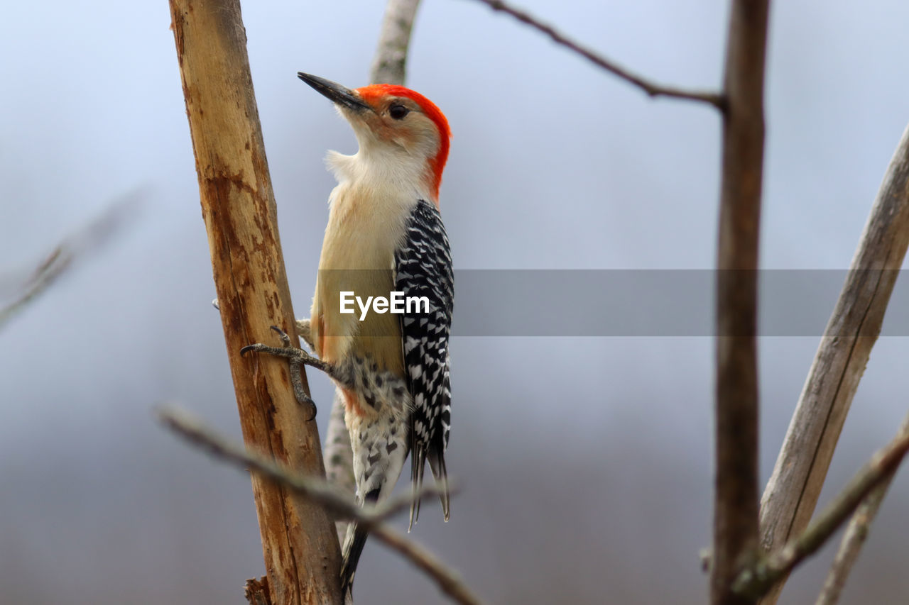 Close-up of bird perching on branch