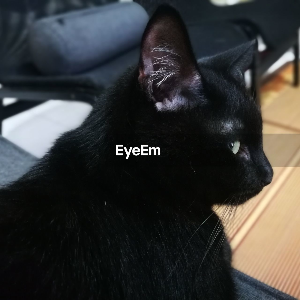 CLOSE-UP OF A BLACK CAT LOOKING AWAY