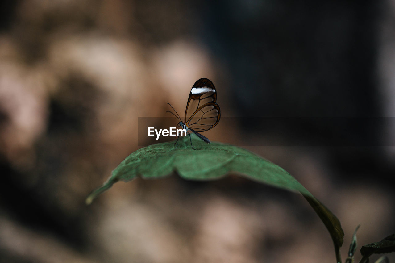 Close-up photo butterfly botanical garden copenhagen