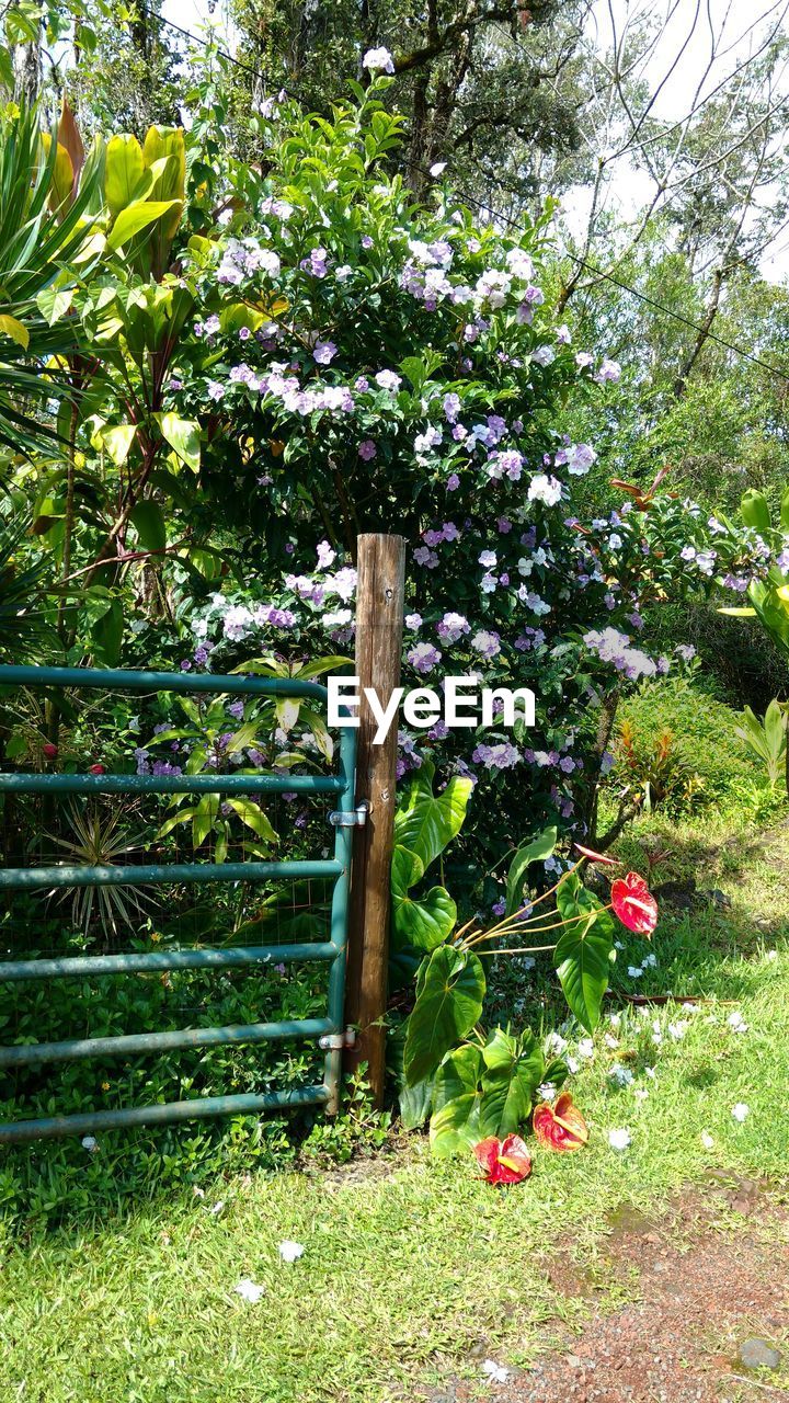 FLOWERS GROWING ON TREE AGAINST PLANTS