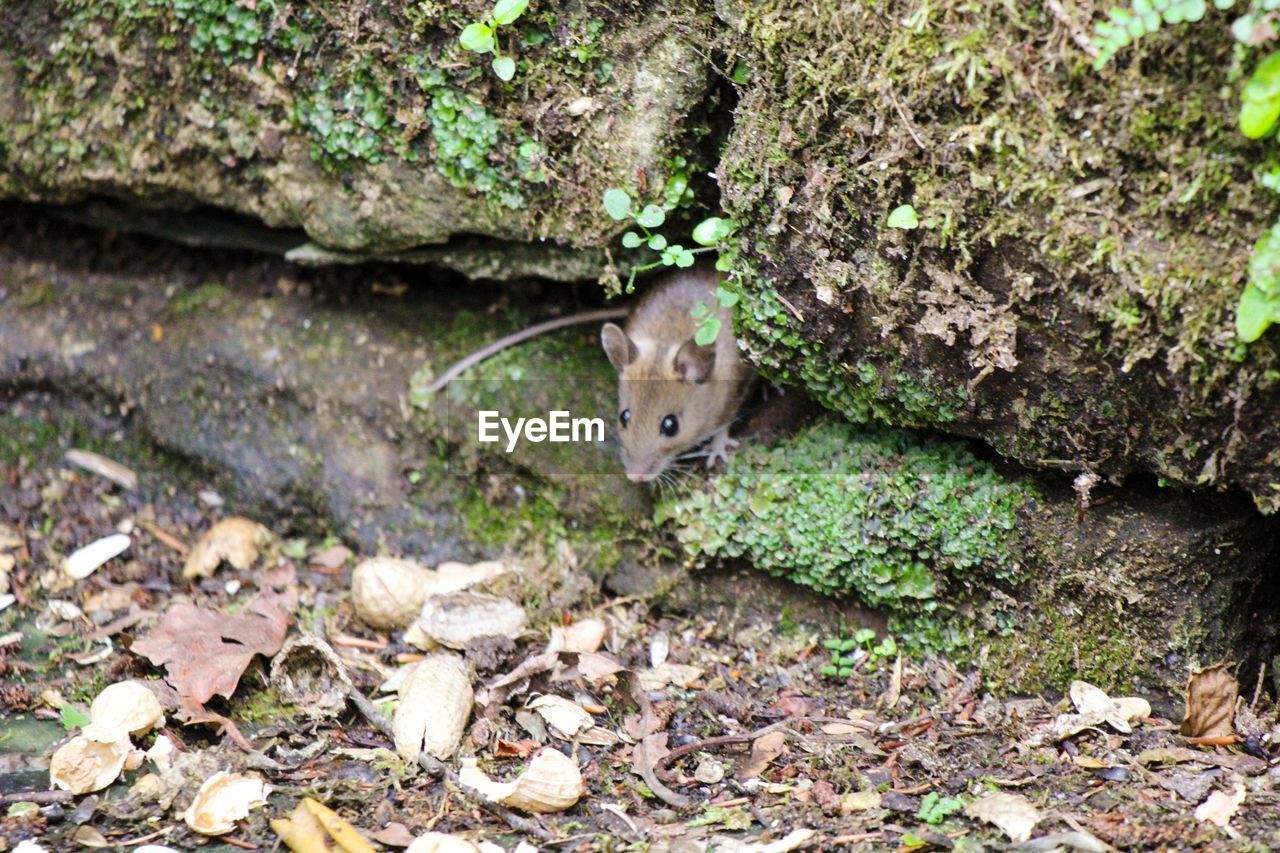 animal, animal themes, wildlife, one animal, animal wildlife, mammal, no people, woodland, nature, rodent, plant, day, forest, green, land, high angle view, leaf, outdoors, tree, plant part, squirrel, looking at camera, portrait, mouse, field, flower