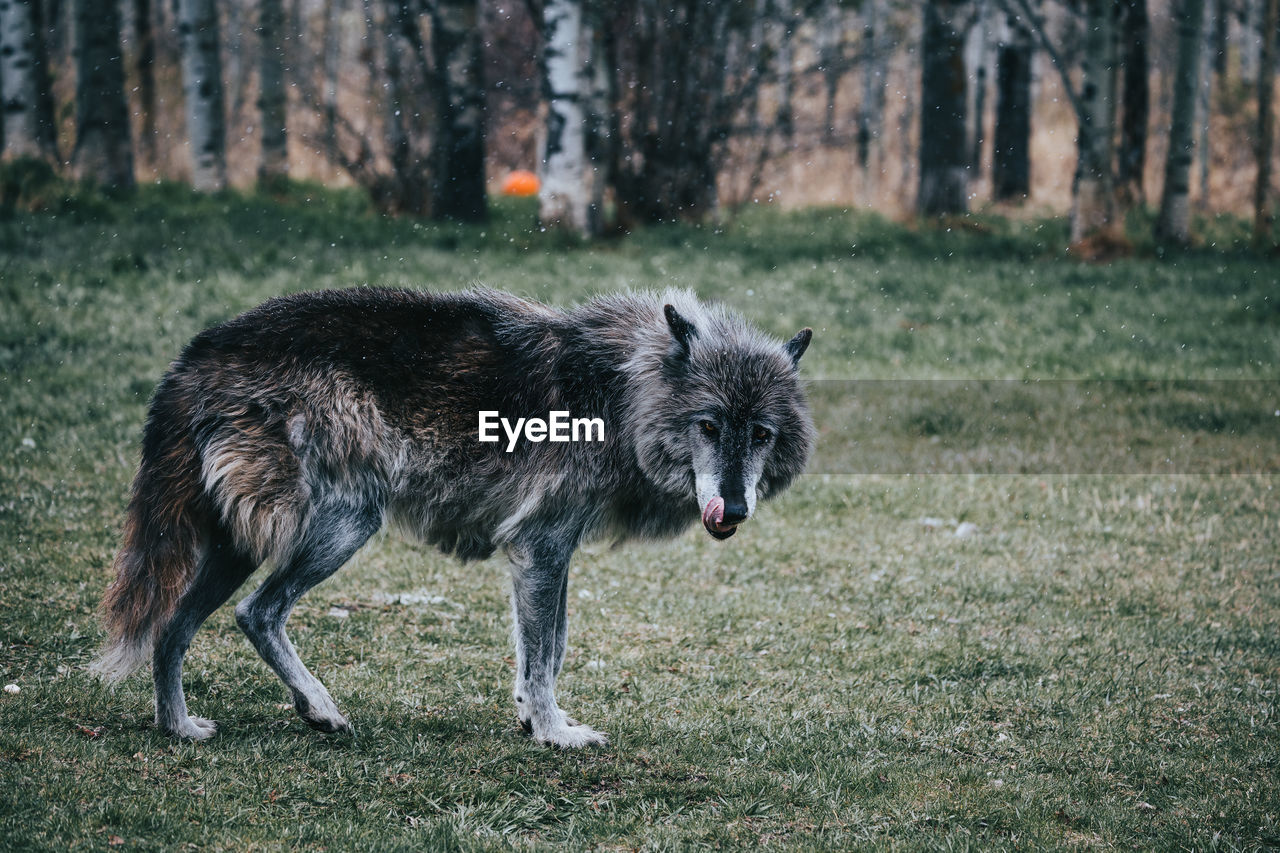 A wolfdog eyes the camera from it's position in a field.