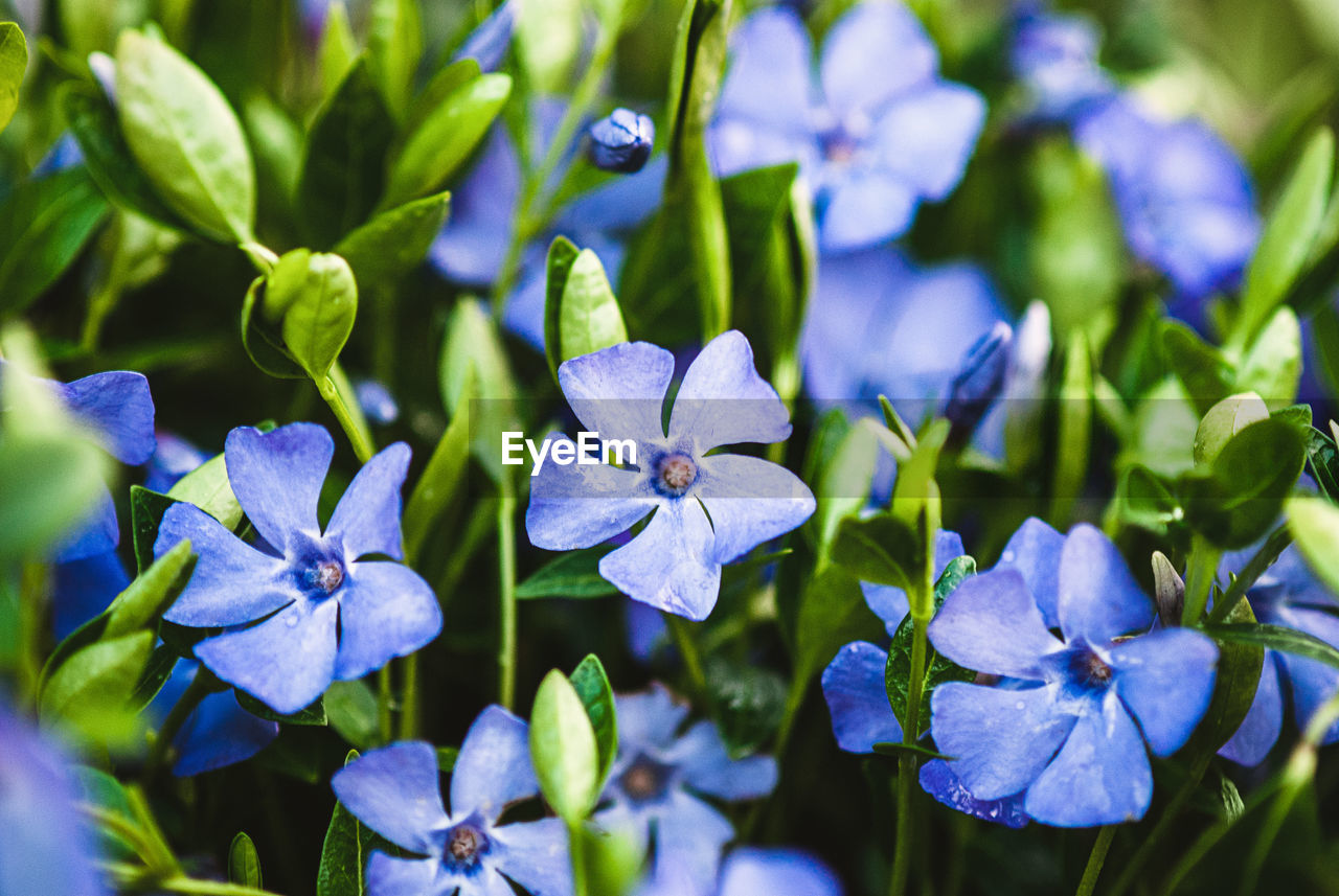 Vinca minor, common periwinkle, myrtle - ground cover plant with blue flowers