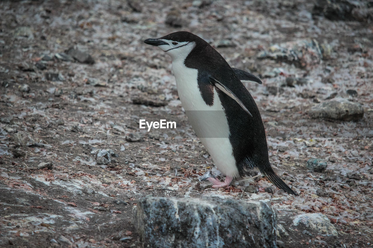 CLOSE-UP OF A BIRD ON ROCK