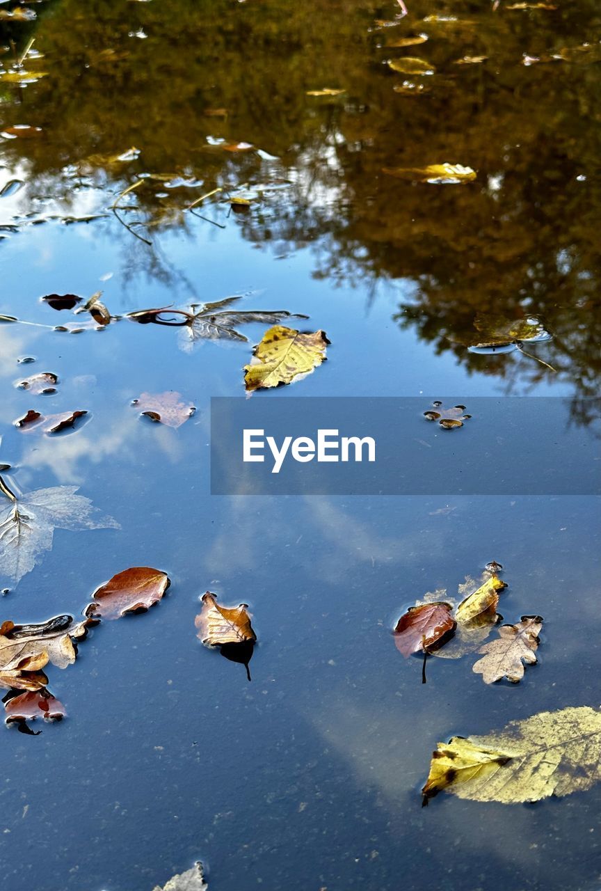 reflection, water, nature, leaf, lake, no people, high angle view, day, animal wildlife, animal themes, plant part, animal, wildlife, autumn, outdoors, floating, floating on water, beauty in nature, group of animals, tranquility, duck, sunlight