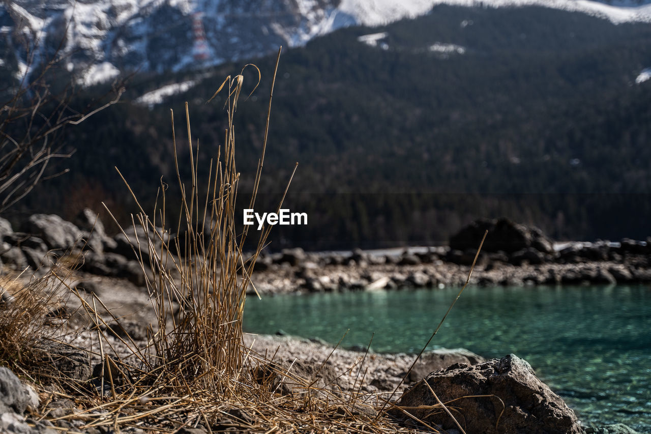 CLOSE-UP OF DRY PLANTS ON LAND AGAINST MOUNTAINS