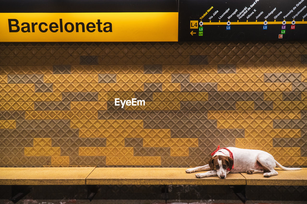 From above of sad jack russell terrier lying on paws in metro looking at camera