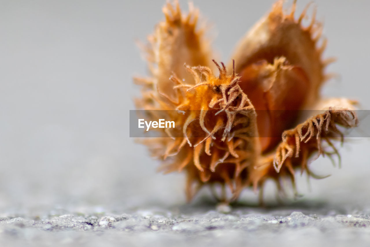 CLOSE-UP OF ORANGE FLOWER ON SEA