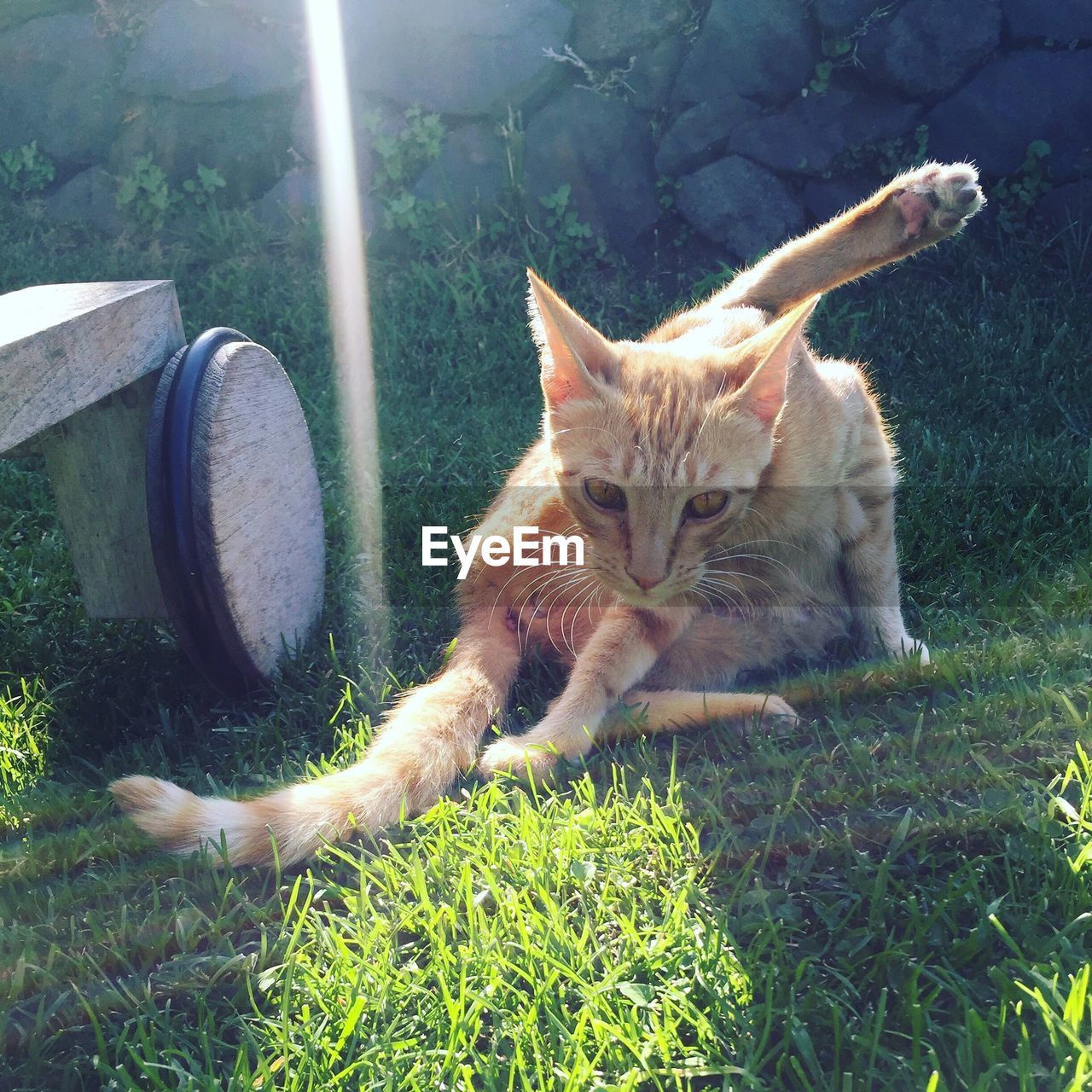 PORTRAIT OF CAT IN GRASS