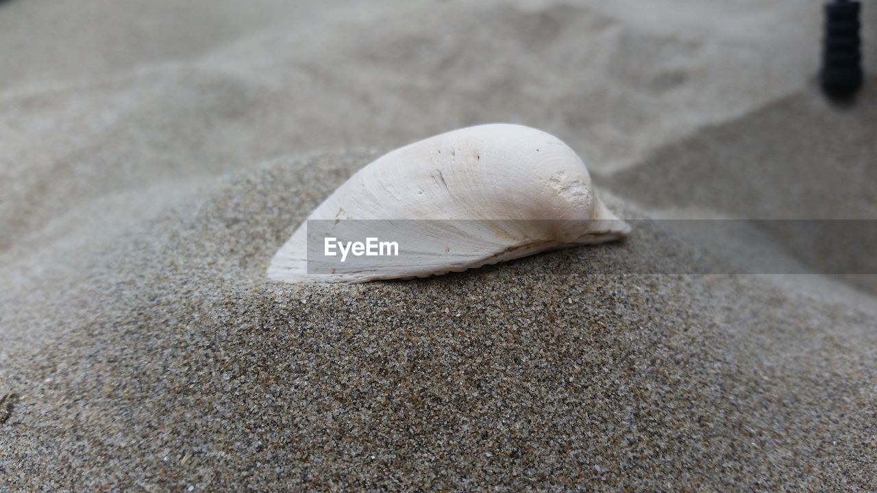 CLOSE-UP OF MOTH ON SAND