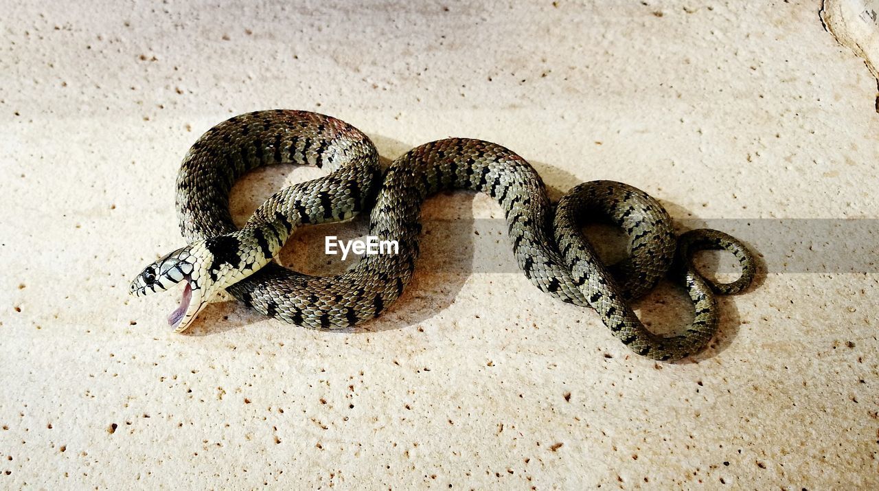Close-up of snake on sand