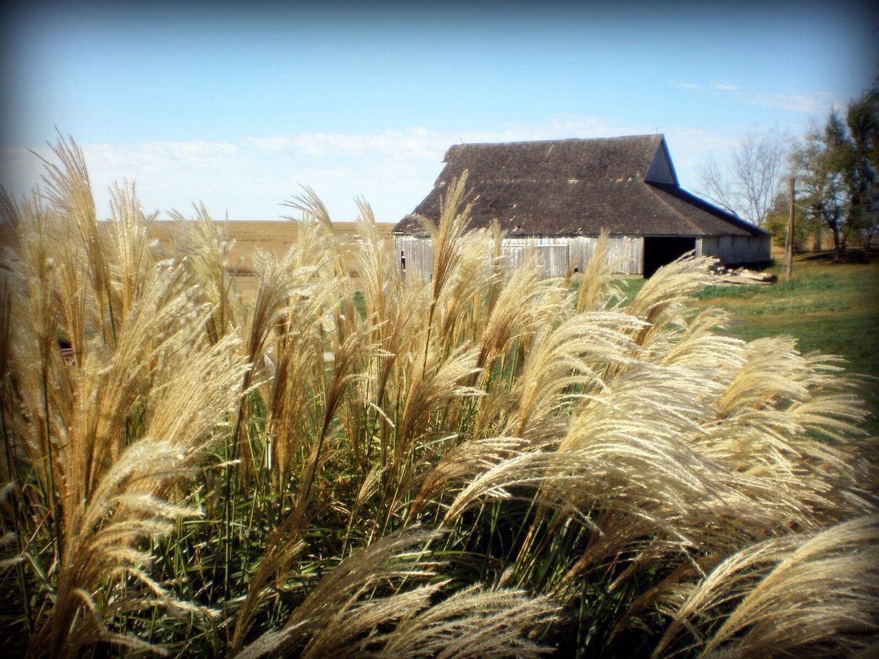 Close-up of crops by house in field