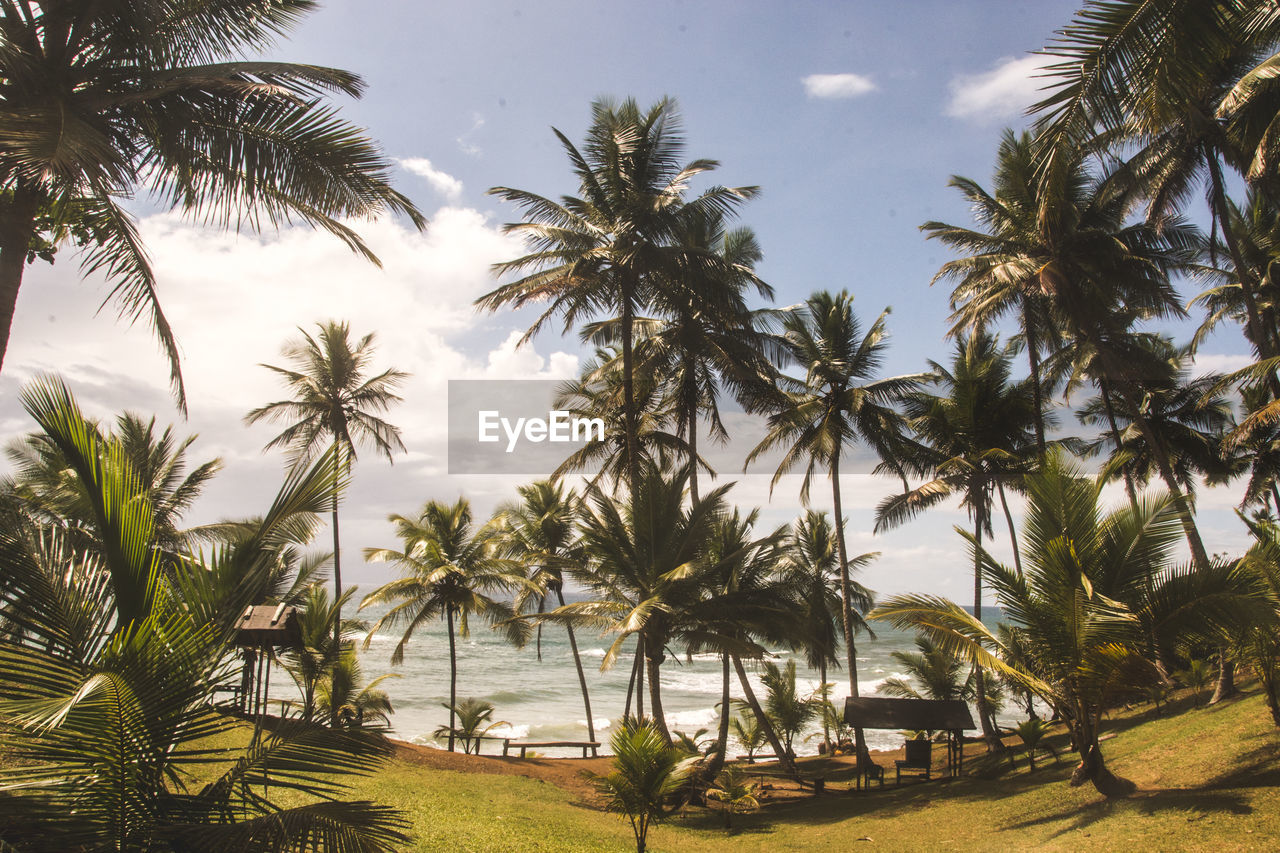 Palm trees on beach against sky