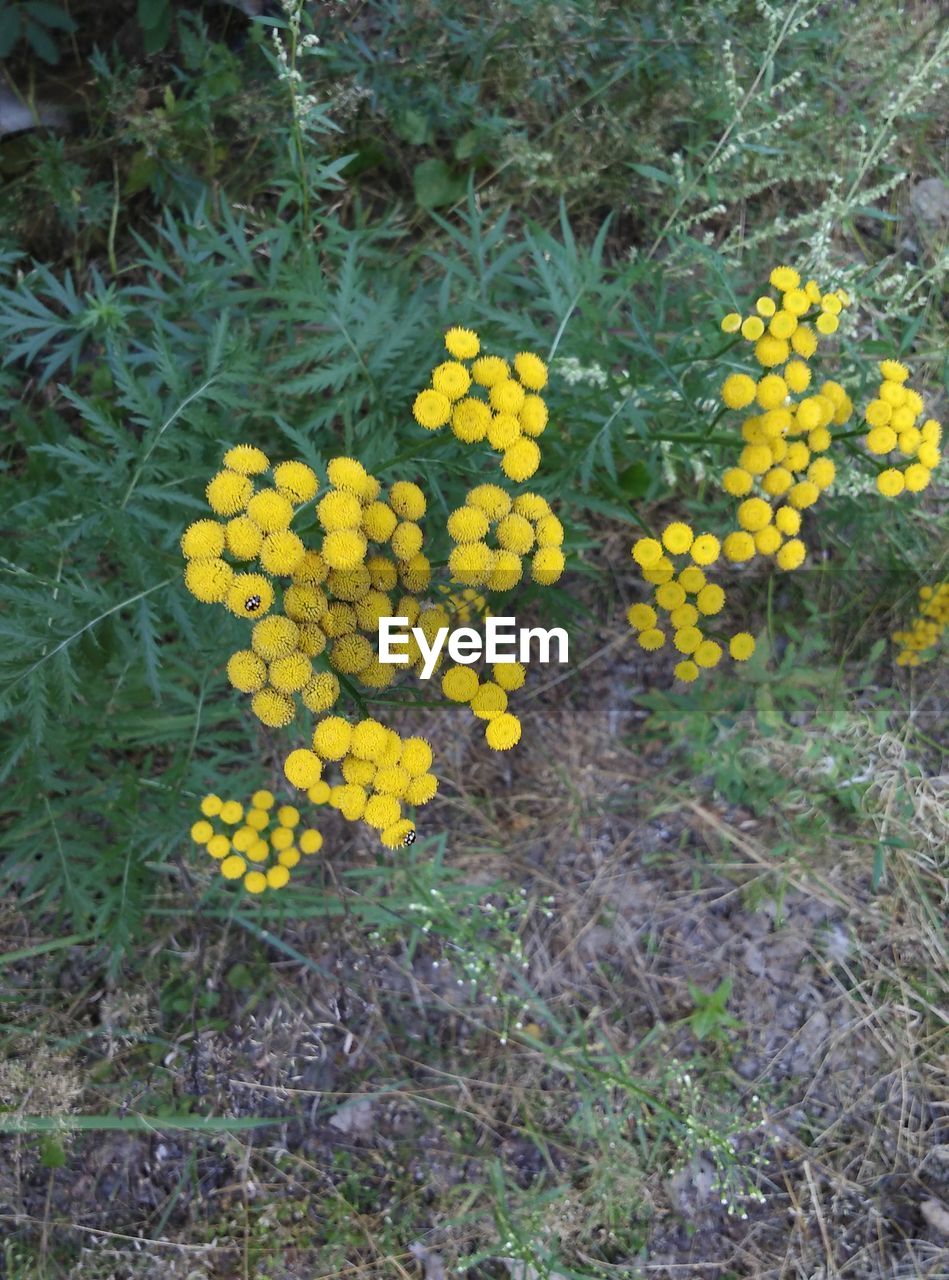 High angle view of yellow flowers