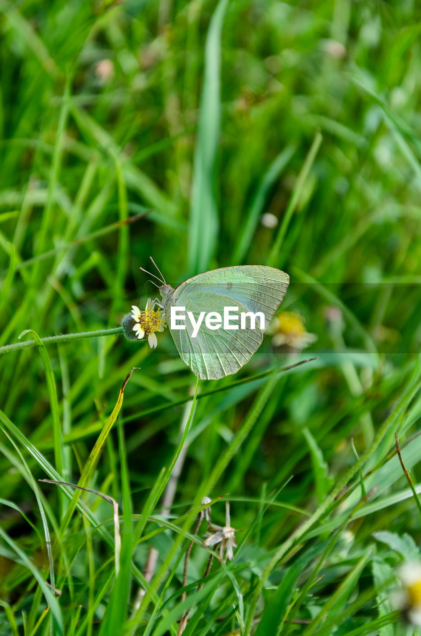 BUTTERFLY ON LEAF