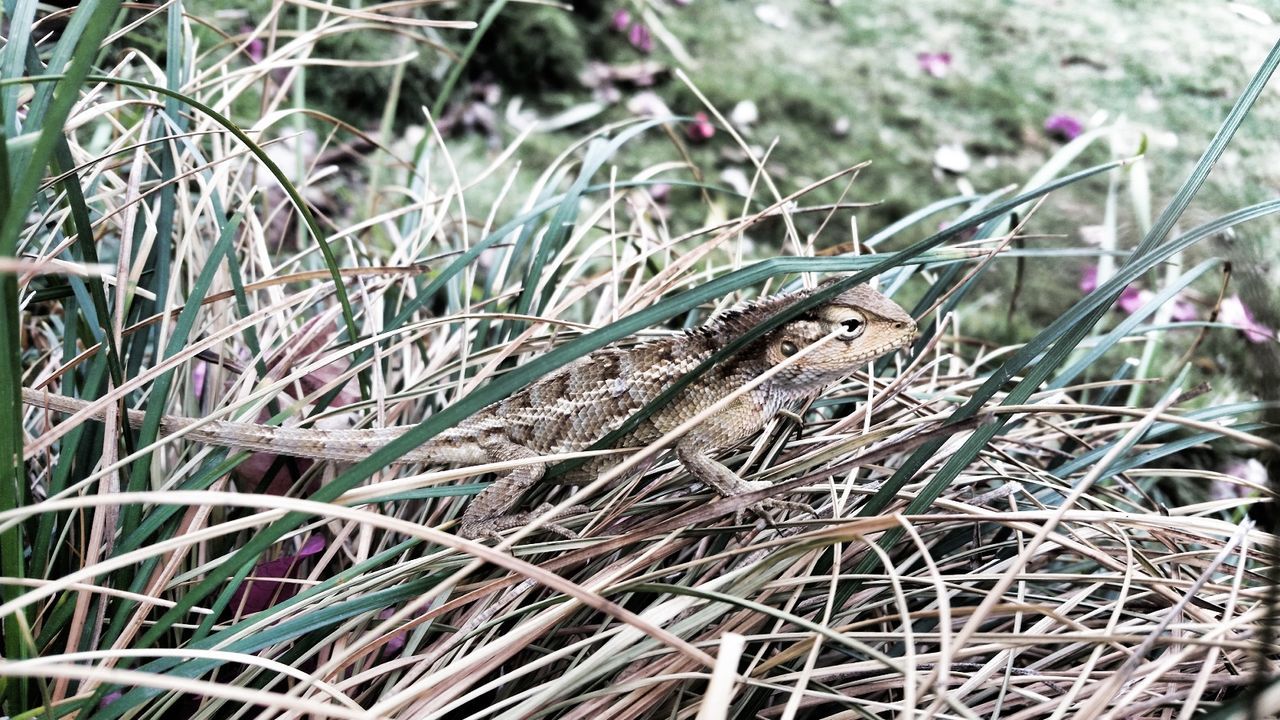 Close-up of plant against blurred background