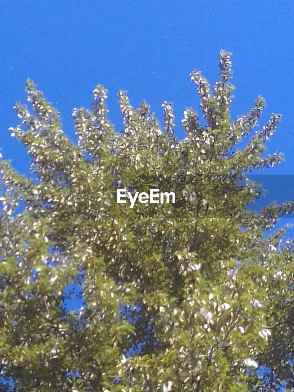 LOW ANGLE VIEW OF BLOOMING TREE