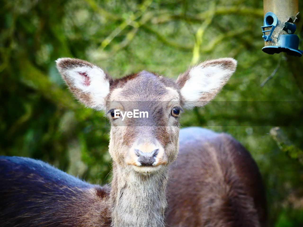 close-up of a deer
