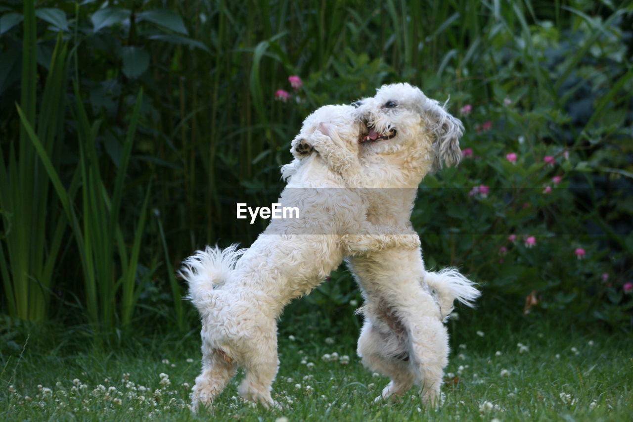 WHITE DOG LOOKING AWAY ON FIELD