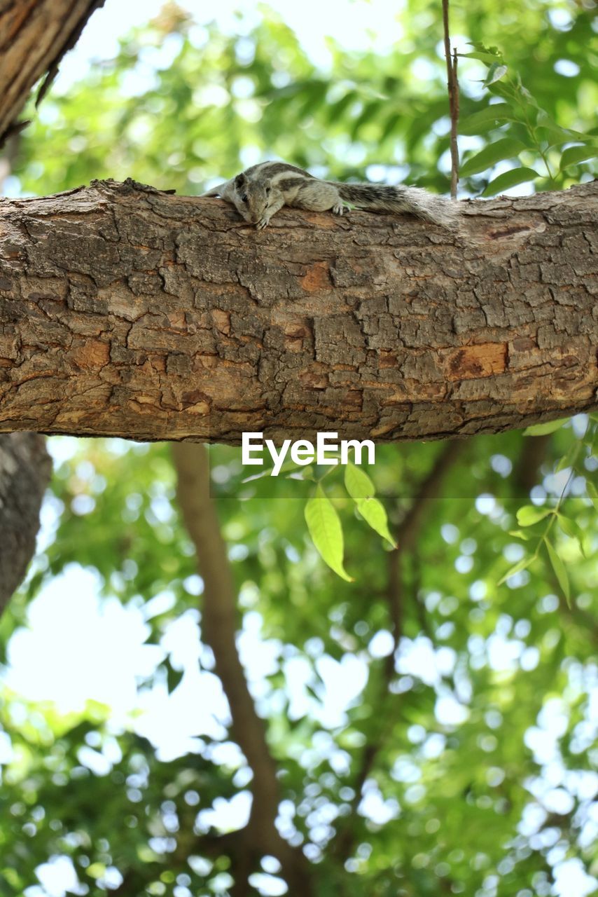 LOW ANGLE VIEW OF TREE ON BRANCH