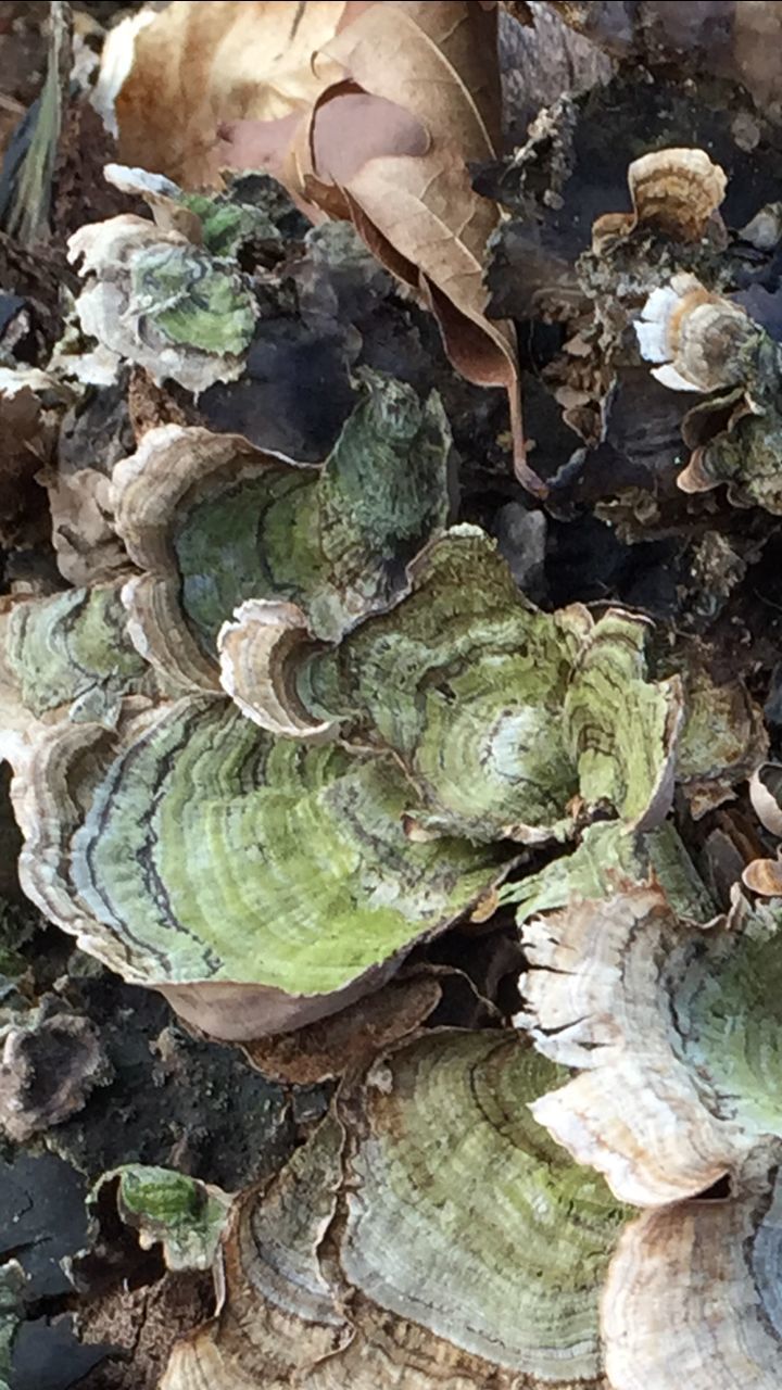 CLOSE-UP OF PLANTS