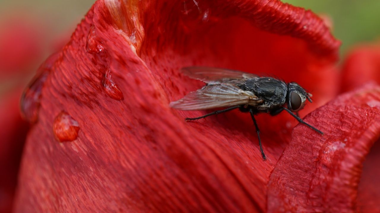 Close-up of insect on flower