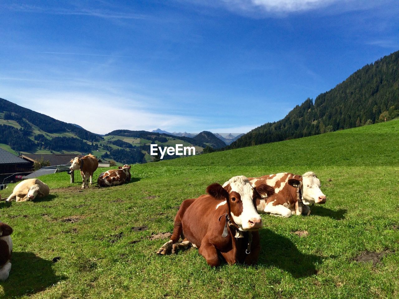 Cows in pasture