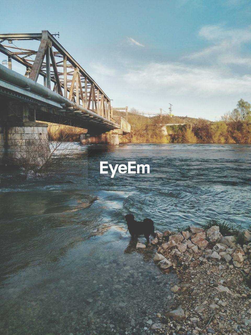 DOG ON BRIDGE AGAINST SKY