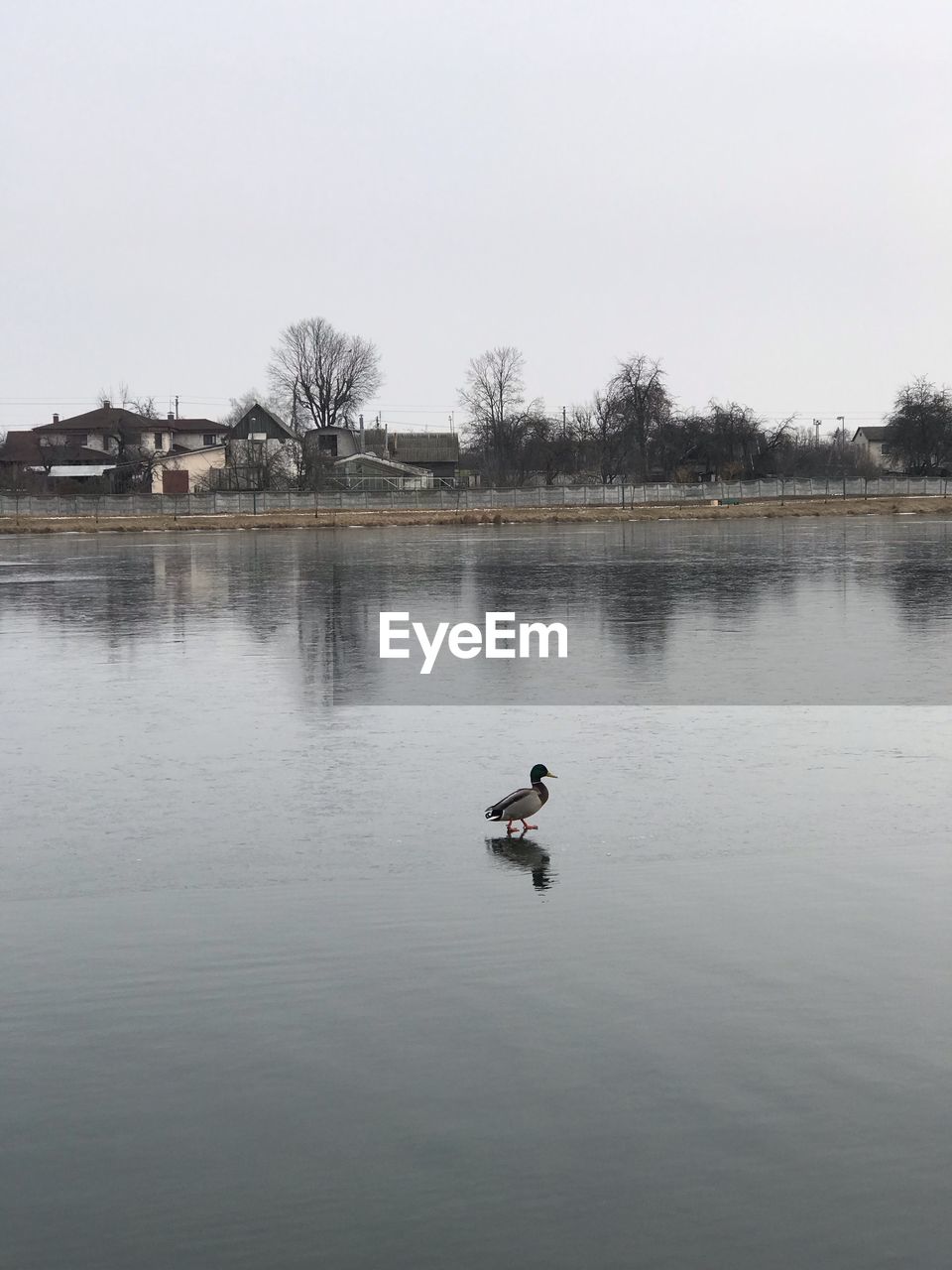 PERSON SWIMMING IN LAKE