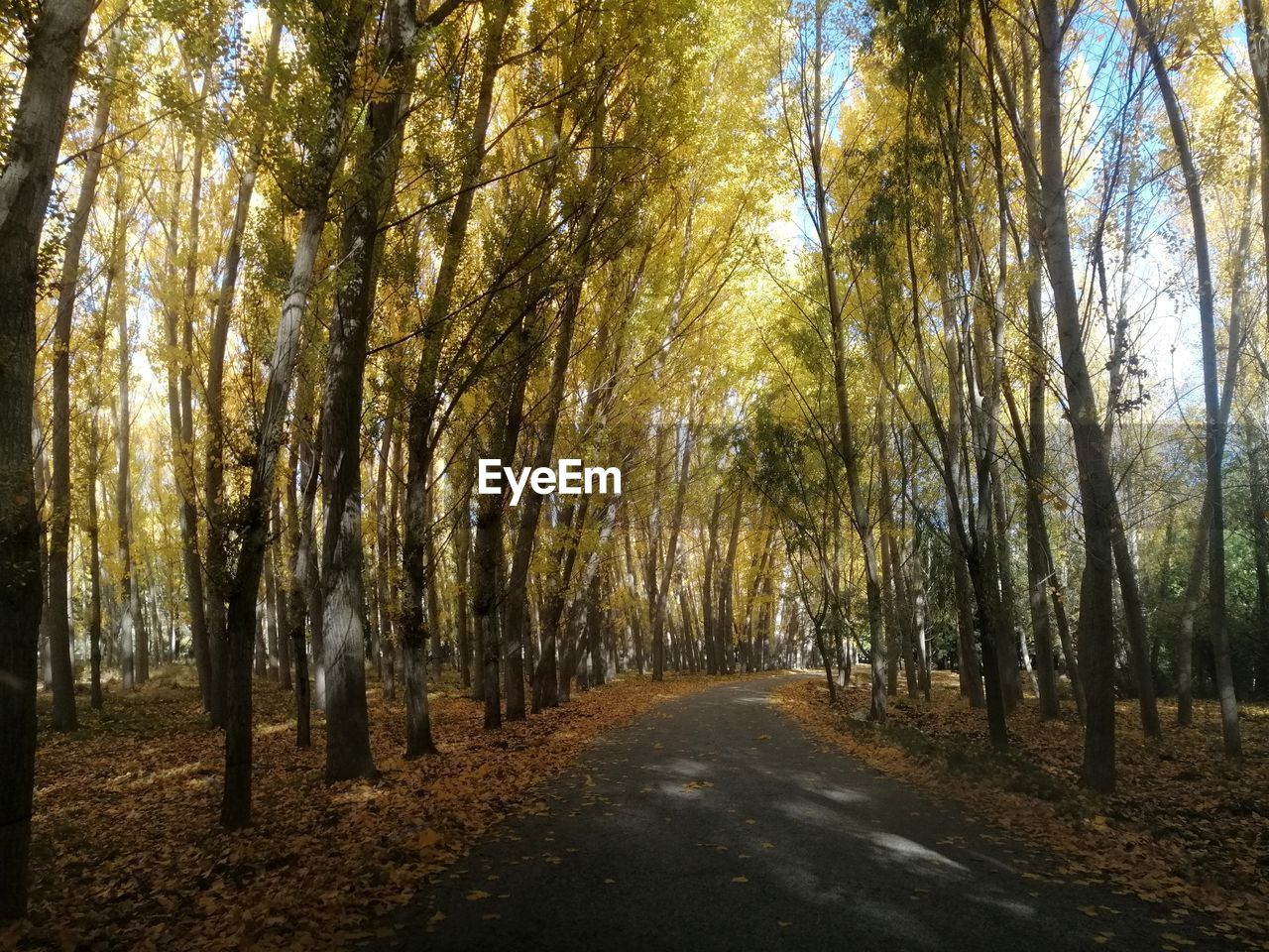 Road amidst trees in forest during autumn