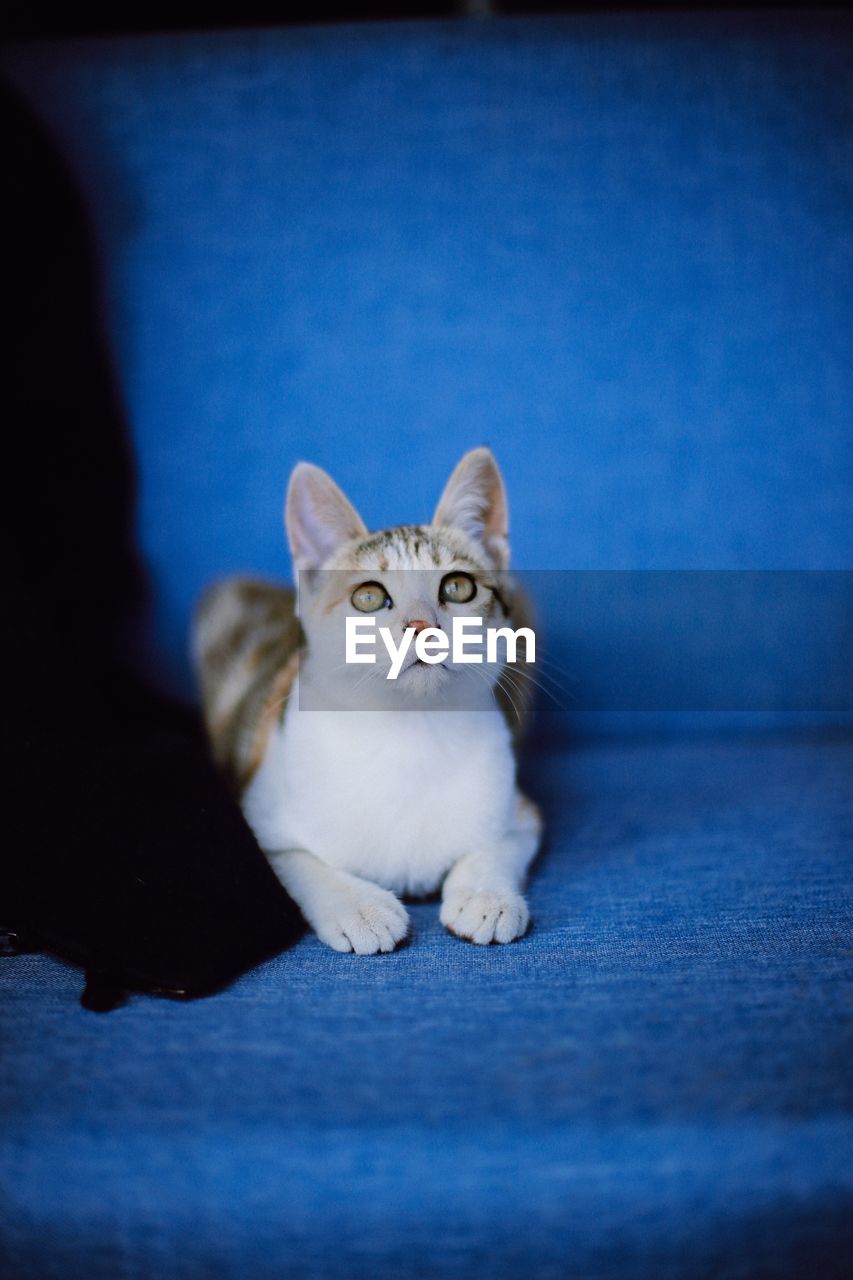 PORTRAIT OF CAT SITTING AGAINST BLUE BACKGROUND