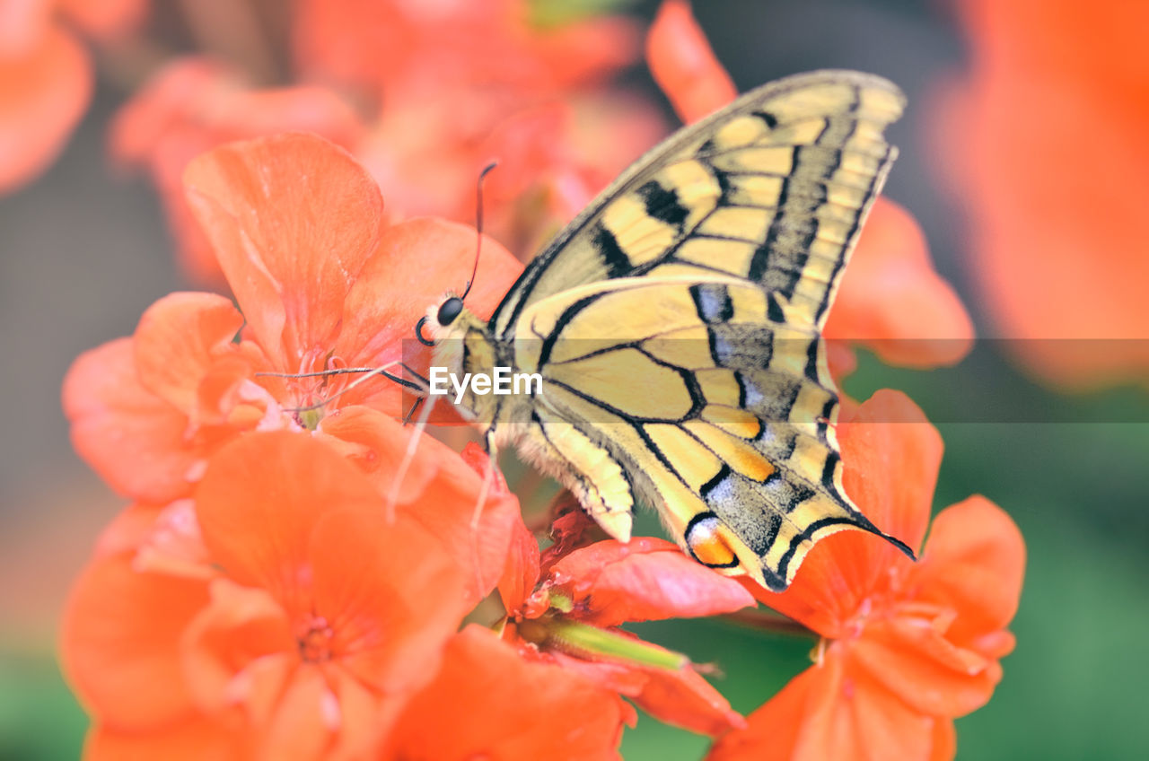 Close-up of butterfly pollinating on flower