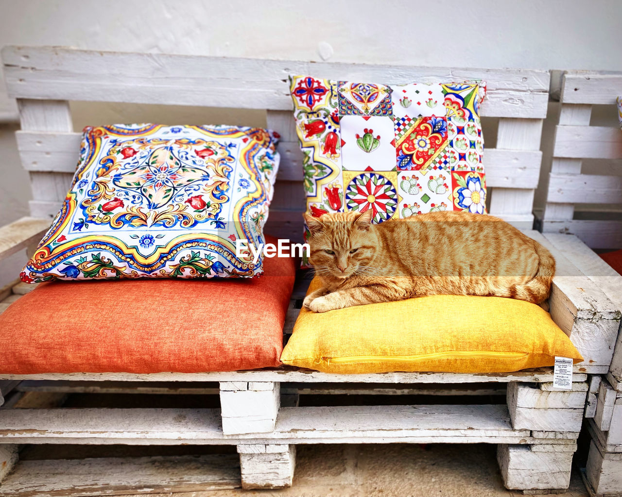 Red cat lies on decorative pillows