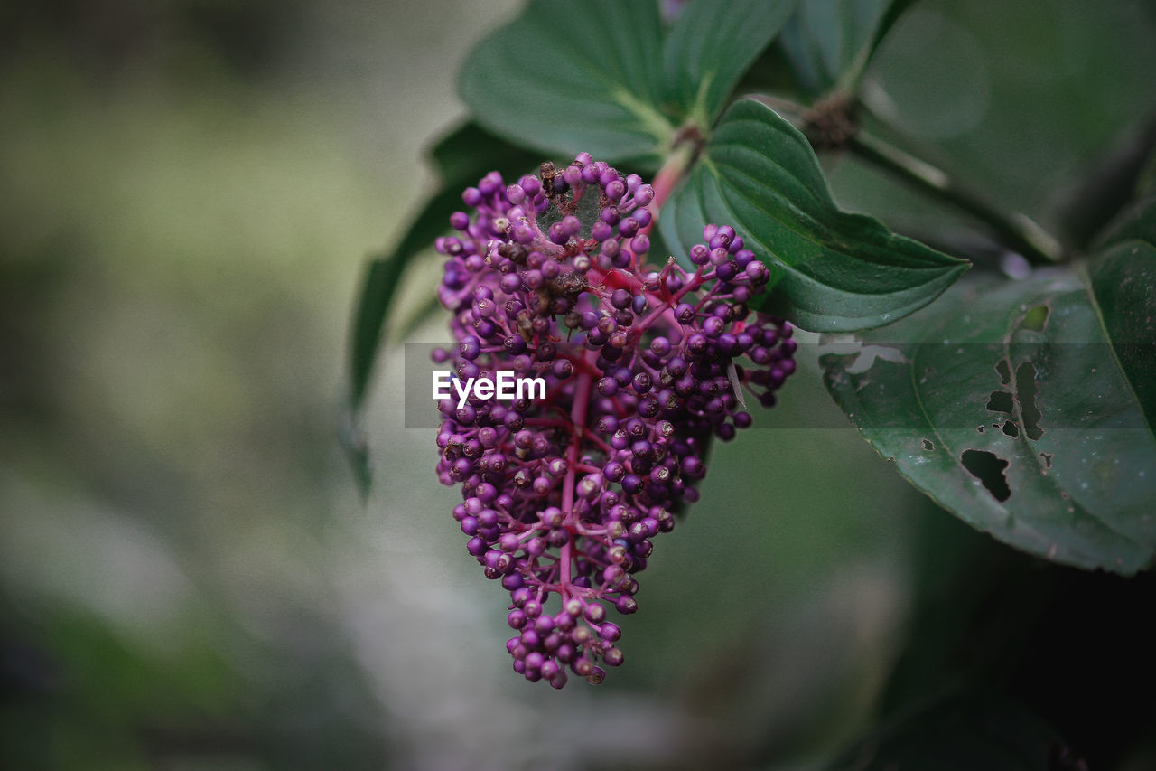 Close-up of pink flowering plant