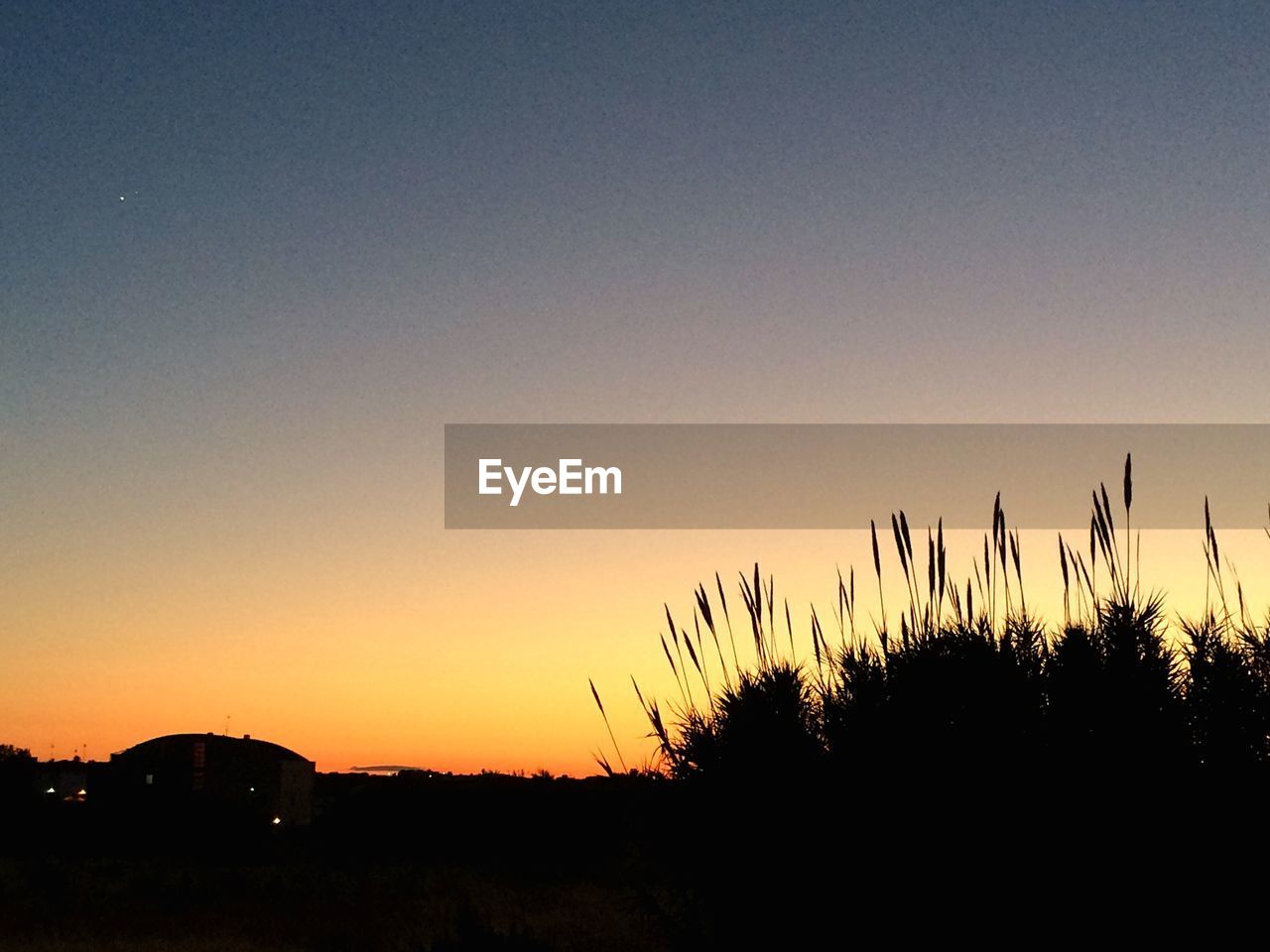 SILHOUETTE OF TREES AGAINST SKY AT SUNSET