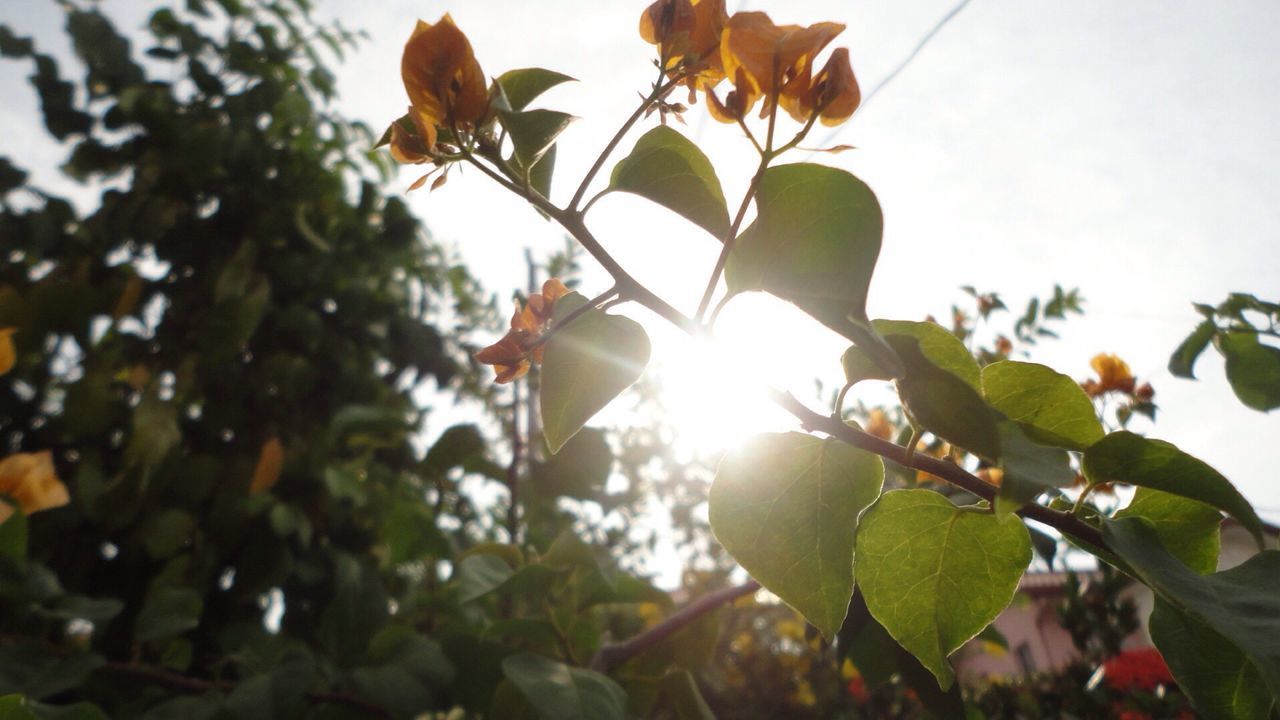 Close-up low angle view of plants against clear sky