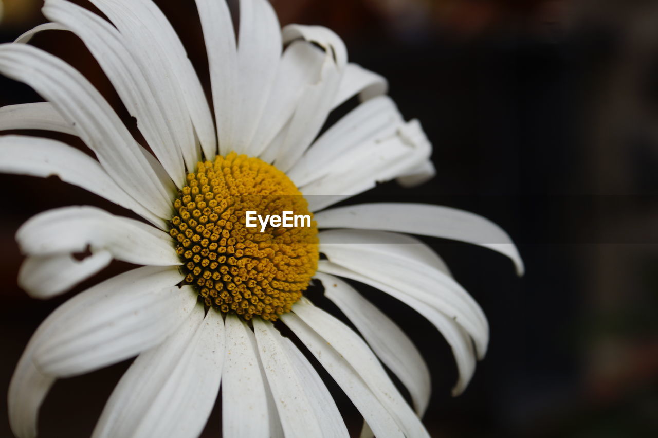 CLOSE-UP OF DAISY