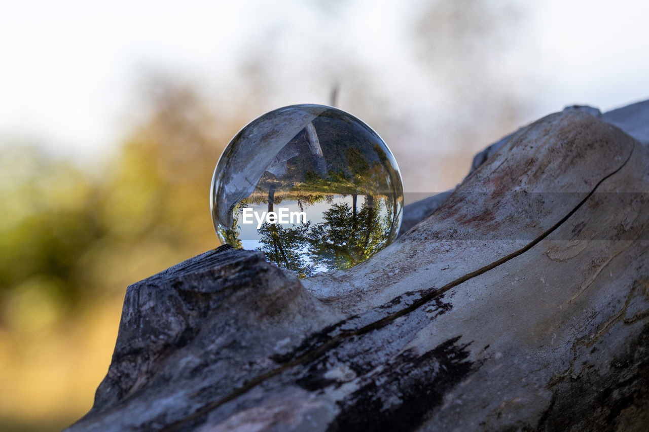 Landscape in a glass ball lying on a thick branch