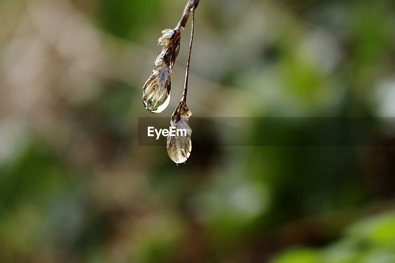 CLOSE-UP OF WATER DROPS ON WEB