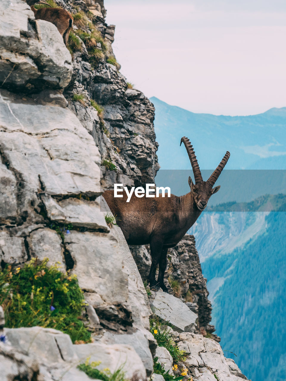 Mountain goat standing on cliff