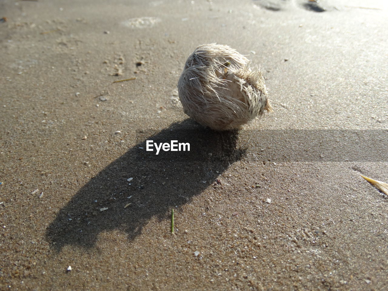 HIGH ANGLE VIEW OF A BIRD ON LAND