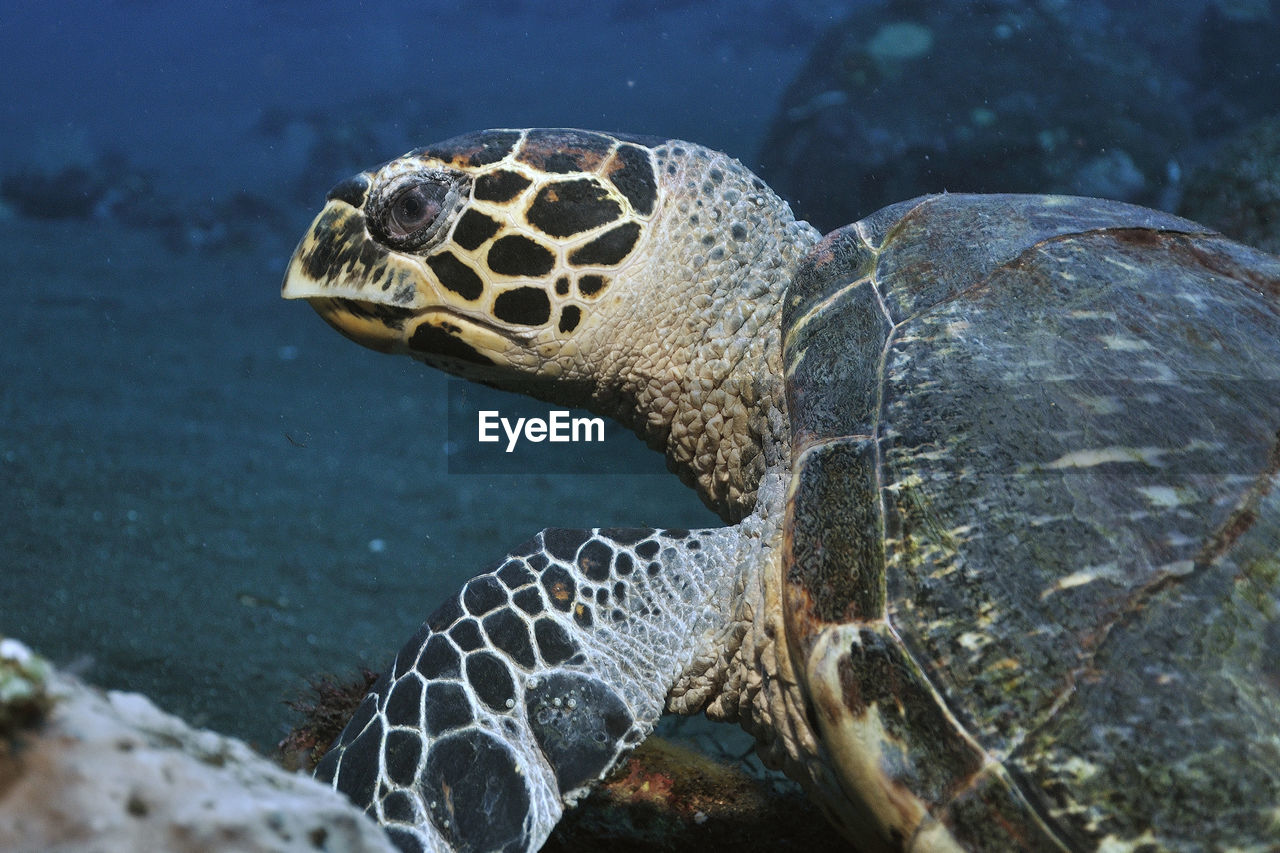 Turtle swimming in sea