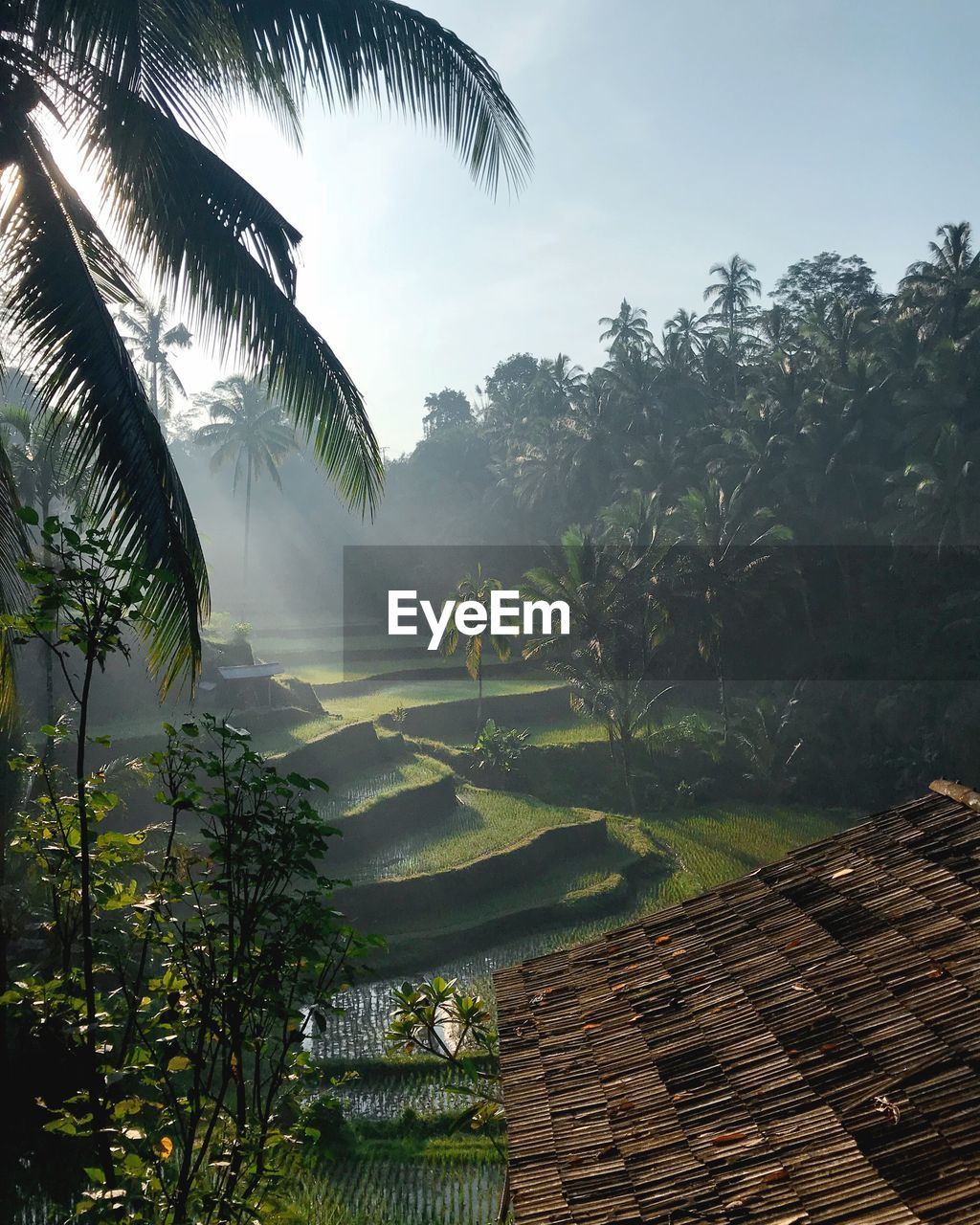 House roof and rice field against sky